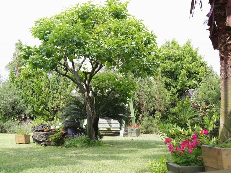 Namu Hyanggi Pension Чеджудо Экстерьер фото